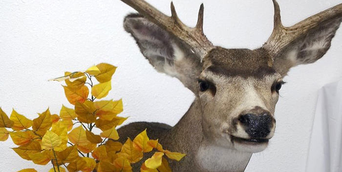 Down and Mount Taxidermy